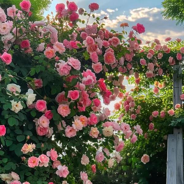 Rosa Trepadeira Francesa