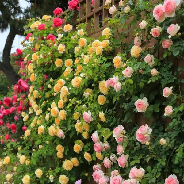 Rosa Trepadeira Francesa