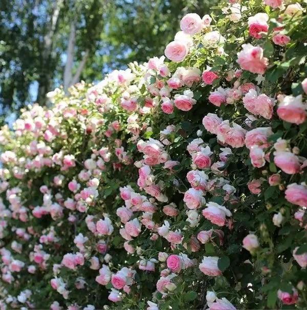 Rosa Trepadeira Francesa