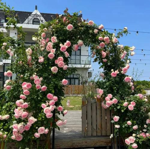 Rosa Trepadeira Francesa