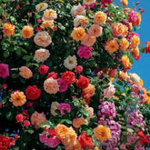 Rosa Trepadeira Francesa