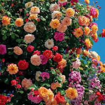 Rosa Trepadeira Francesa