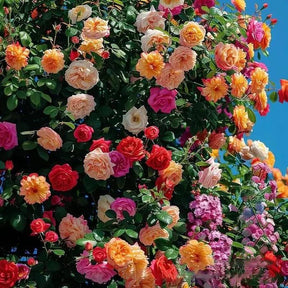 Rosa Trepadeira Francesa