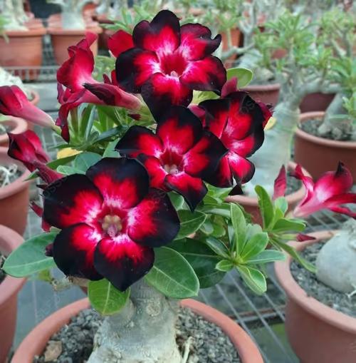 🔥Rosa do Deserto: Floresça seu Jardim🌺+ [BRINDE ESPECIAL]