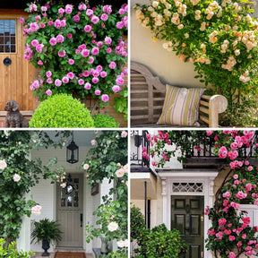 Sementes De Rosas Trepadeiras Com Cores Variadas 300 unidades