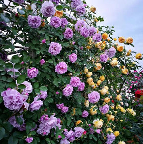 Rosa Trepadeira Francesa