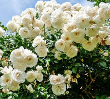 Rosa Trepadeira Francesa