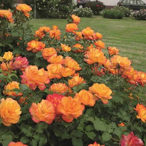 Rosa Trepadeira Francesa