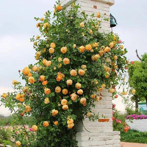 Rosa Trepadeira Francesa