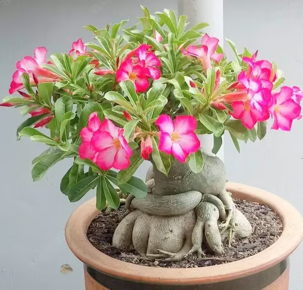 🔥Rosa do Deserto: Floresça seu Jardim🌺+ [BRINDE ESPECIAL]