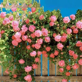 Rosa Trepadeira Francesa