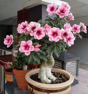 🔥Rosa do Deserto: Floresça seu Jardim🌺+ [BRINDE ESPECIAL]