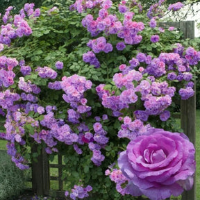 Rosa Trepadeira Francesa