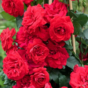 Rosa Trepadeira Francesa