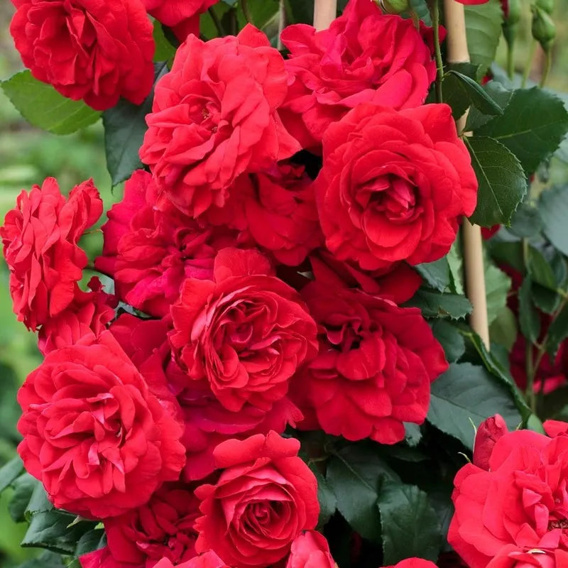 Rosa Trepadeira + Entrega Grátis + Mimo Especial