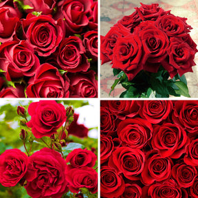 Fertilizante para Rosas Trepadeiras